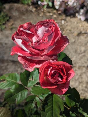 PXL_20240517_141218321